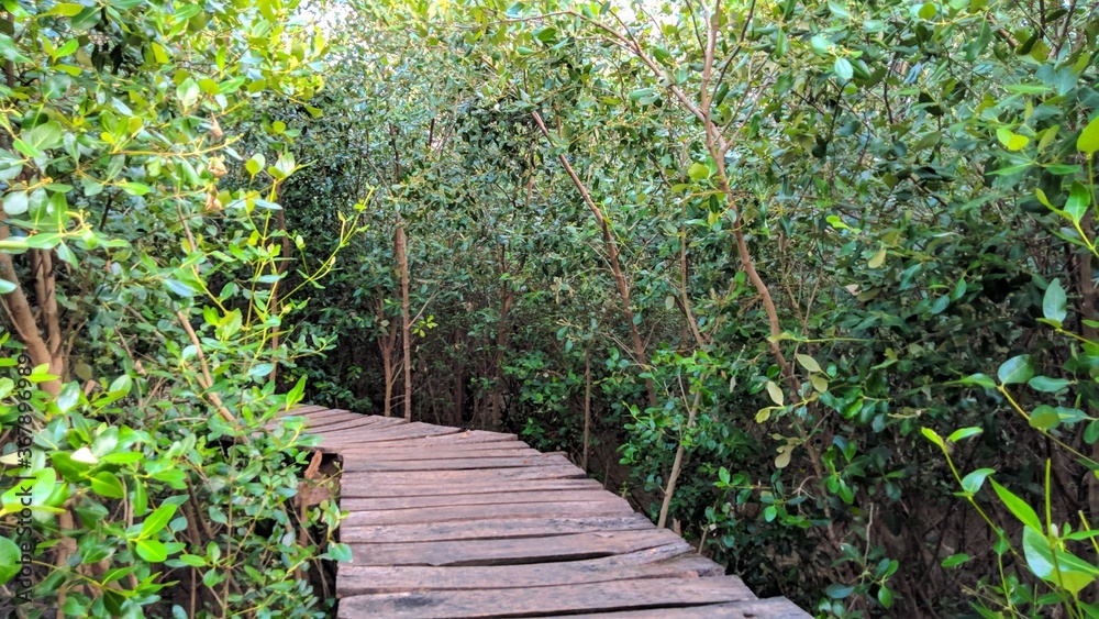 Wooden bridge in the middle of mangrove hutsn, nature reserve
