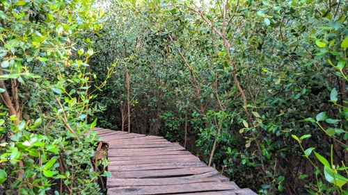 Wooden bridge in the middle of mangrove hutsn, nature reserve © Niam