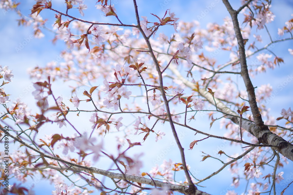 SAKURA, cherryblossom in the northern alps of Japan SAKURA, cherryblossom in the northern alps of Japan
