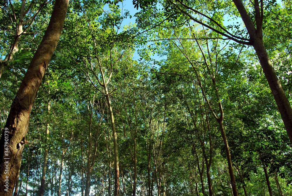Fototapeta premium rubber tree in the forest