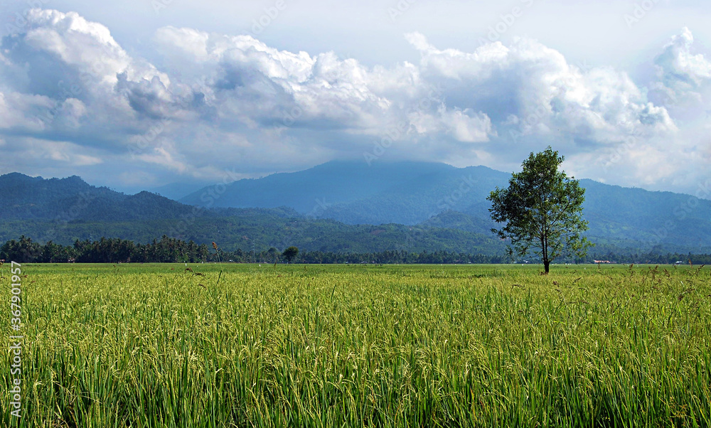 Obraz premium green field and blue sky with clouds