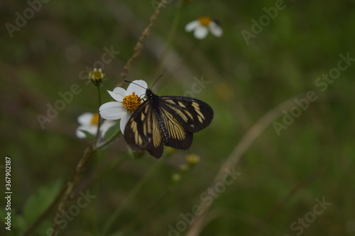 butterfly on a leaf, Choachi, Colombia photo