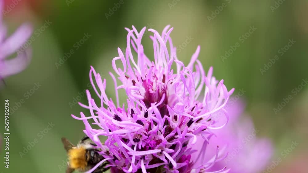 Garden flower Liatris Spicata or bottle brush with buff tailed bumblebee strolling around and flying away against a smooth blurred out of focus natural green background Garden flower Liatris Spicata or bottle brush with buff tailed bumblebee strolling around and flying away against a smooth blurred out of focus natural green background