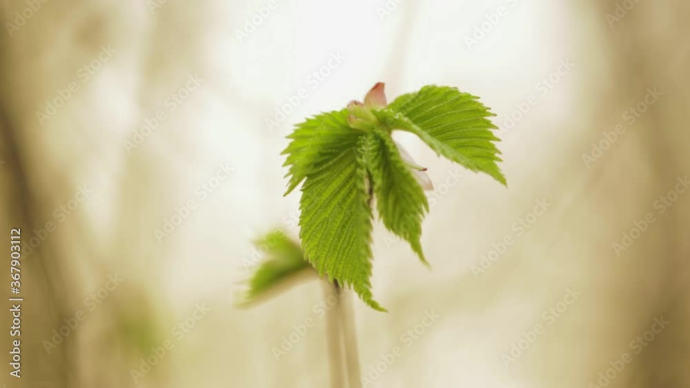 Fresh Spring Leaves Of An Elm Plant - selective focus - descending pedestal shot Fresh Spring Leaves Of An Elm Plant - selective focus - descending pedestal shot