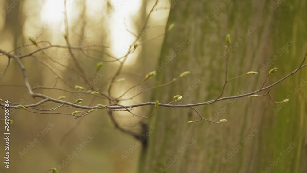 Small Tree Branch With Offsprings Starting To Grow - trucking shot Small Tree Branch With Offsprings Starting To Grow - trucking shot