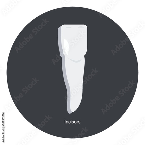incisors