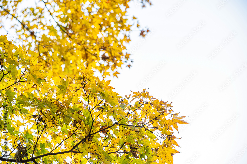 【秋イメージ】鮮やかな紅葉 【秋イメージ】鮮やかな紅葉