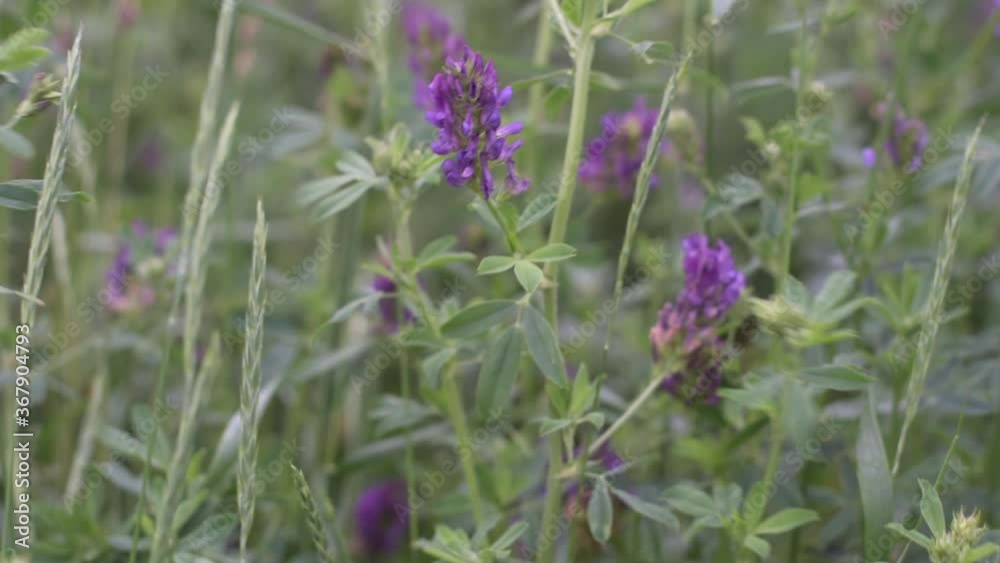 Green alfalfa field to ripe. It blooms with blue-purple flowers. future haymaking on the farm. Green alfalfa field to ripe. It blooms with blue-purple flowers. future haymaking on the farm.