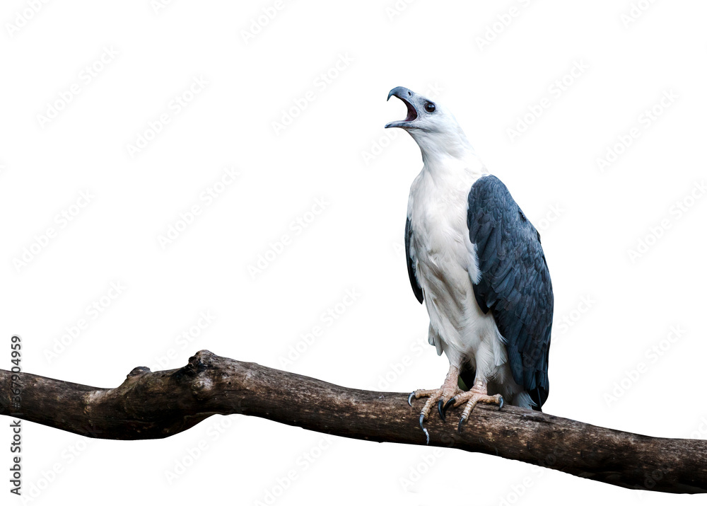 Obraz premium Isolated White bellied sea eagle roaring holding tree bunch on white background, clipping in file.