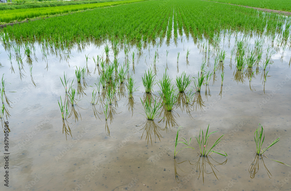 Obraz premium A paddy field damaged by apple snails