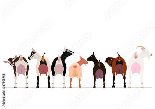 various milk goats border