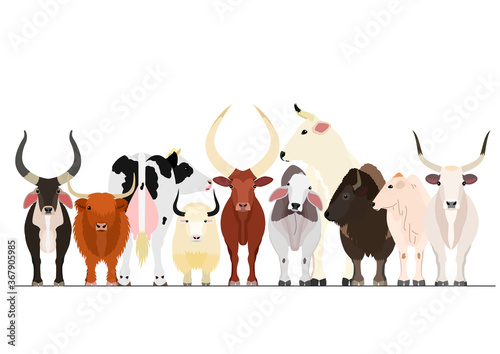 various cattle group