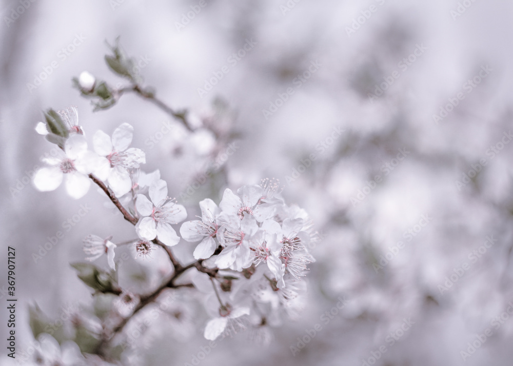 Cherry blossom tree background. Shallow depth of field. Focus on center flower cluster. Cherry blossom tree background. Shallow depth of field. Focus on center flower cluster.