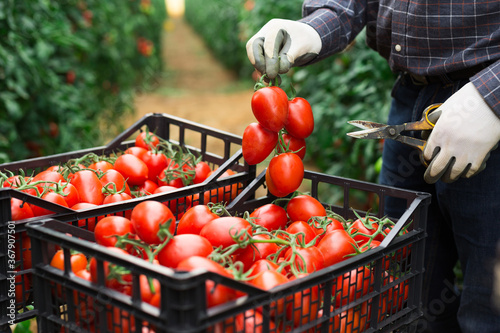 Fototapet Male farmer hands picking crop of red plum tomatoes in industrial glasshouse