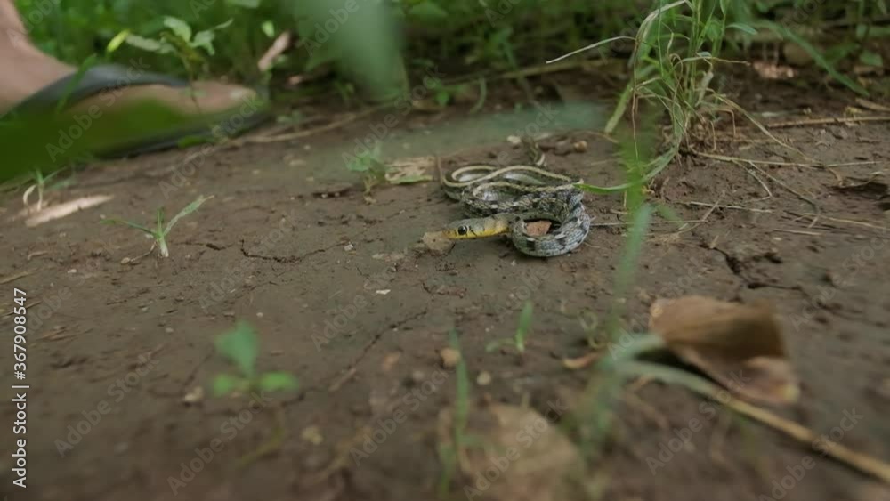 Striped keelback snake slithering under sliding camera slow motion Striped keelback snake slithering under sliding camera slow motion