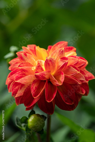 close up of a beautiful red dahlia flower blooming in the garden with creamy green background