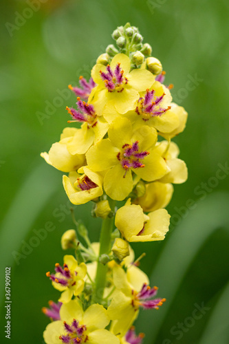bunch of beautiful yellow dark mullein flowers blooming on the branch in the garden with blurry green background