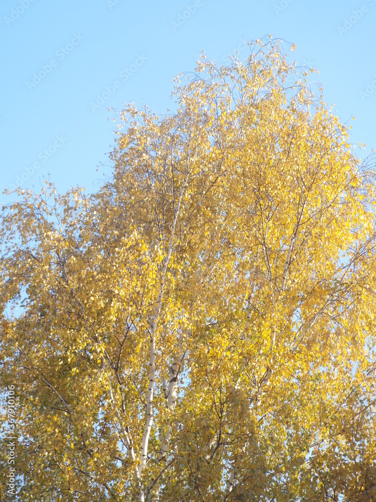 Fototapeta premium yellow autumn trees