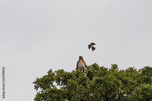 Bilde på lerret Mockingbird making a diving pass at a Red-tailed Hawk in tree