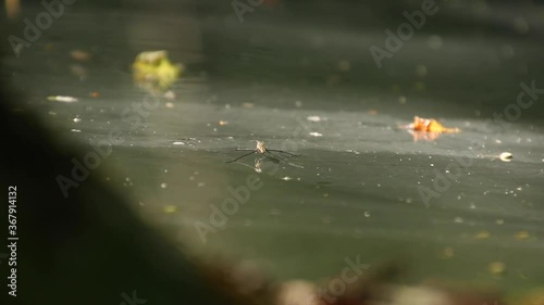 Moving water skeeter. Water skipper, jesus bug walking on water. Water skater, pond skater, waterbug on the abandoned lake. photo