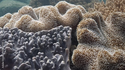 Elephant Ear Coral  - Sarcophyton trocheliophorum - Slowmotion photo