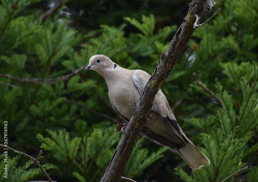 A Eurasian collared dove (Streptopelia decaocto) on tree limb near Struve Slough in Watsonville, California