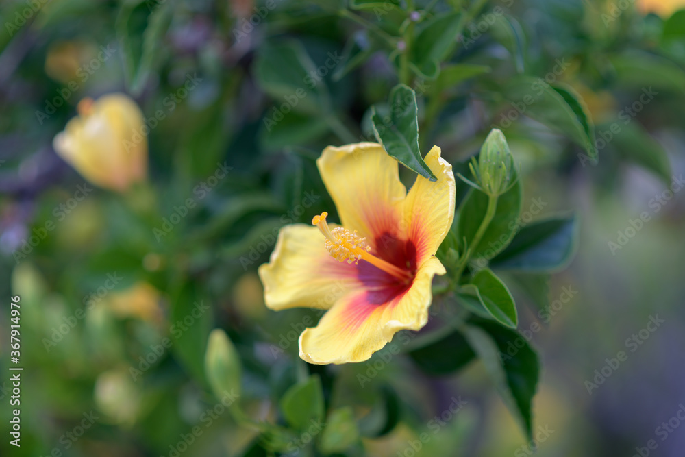 Obraz premium Meet the yellow hibiscus on a morning walk