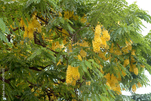 rainbow shower in hawaii