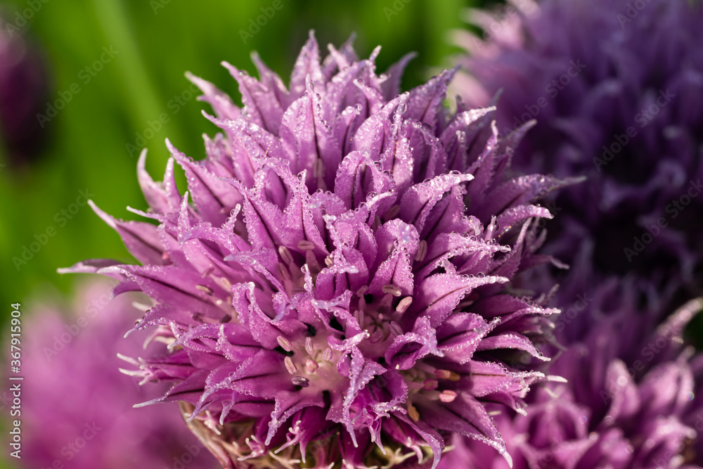 closeup of purple flowering bud of chives in morning light
