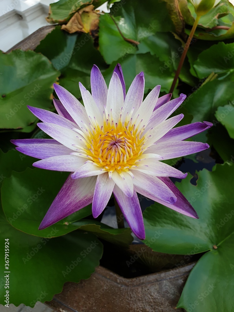 close up top view of beautiful lotus flower in the garden close up top view of beautiful lotus flower in the garden