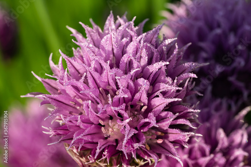 closeup of purple flowering bud of chives in morning light