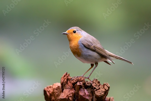 Beautiful European Robin (Erithacus rubecula) on a tree trunk in the forest of Noord Brabant in the Netherlands. copy space.