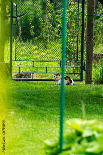 Tree-coloured she-cat and tomcat sitting by the green gate opposite one another