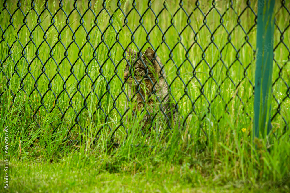Tomcat looking from behind the green fence Tomcat looking from behind the green fence