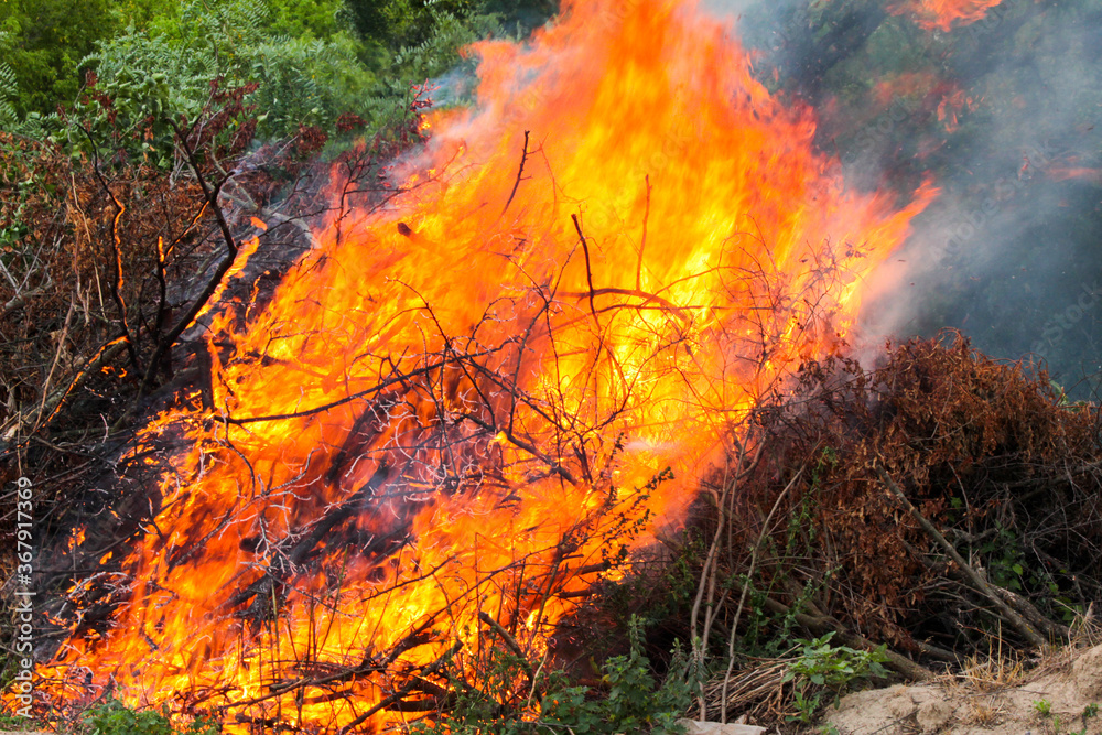 fire in the forest fire in the forest