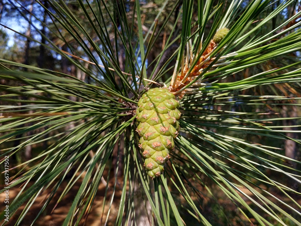 close up of pine cone