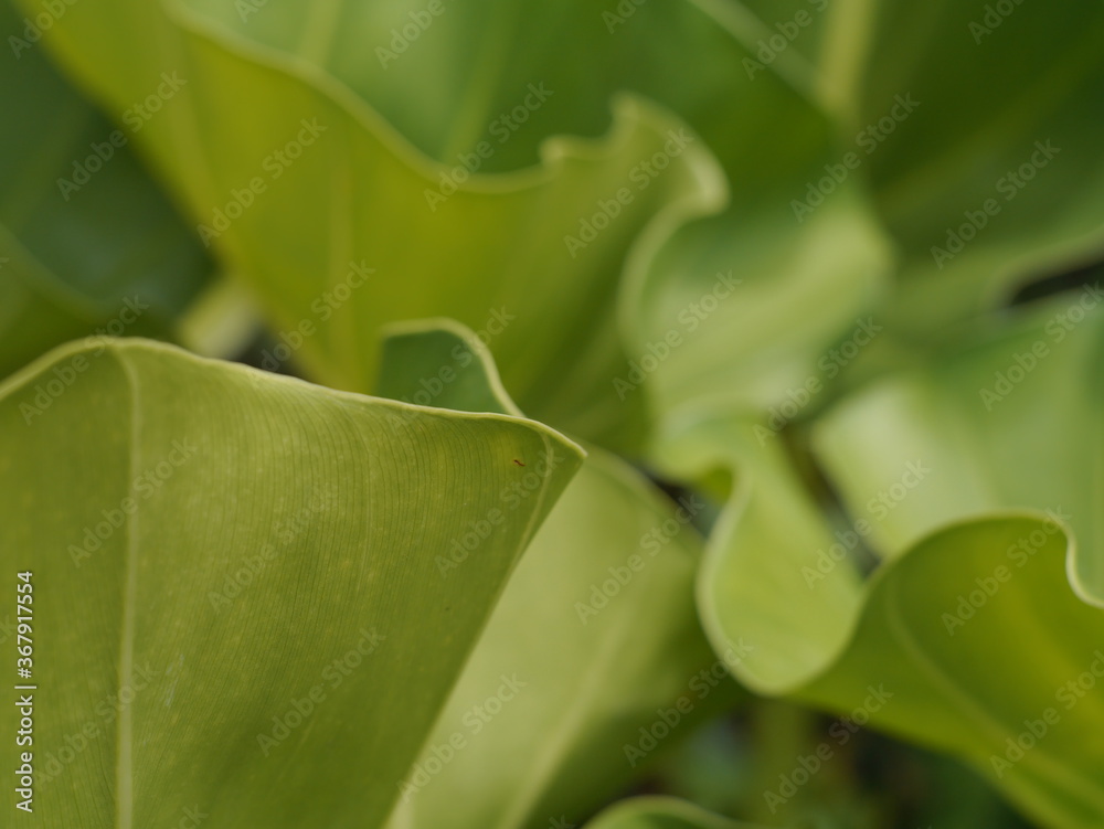 Close up image of beautiful fresh green leaf composition. For making wallpapers Close up image of beautiful fresh green leaf composition. For making wallpapers