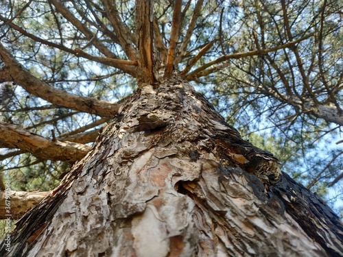 Coniferous bark. Pine.