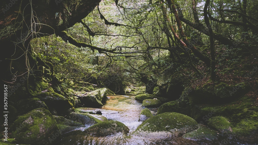 Fototapeta premium Photography of Shiratani Unsuikyo. Yakushima Island exploration in 2019.