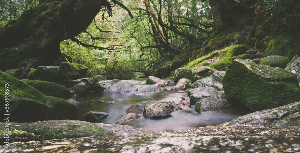 Photography of Shiratani Unsuikyo.
Yakushima Island exploration in 2019.