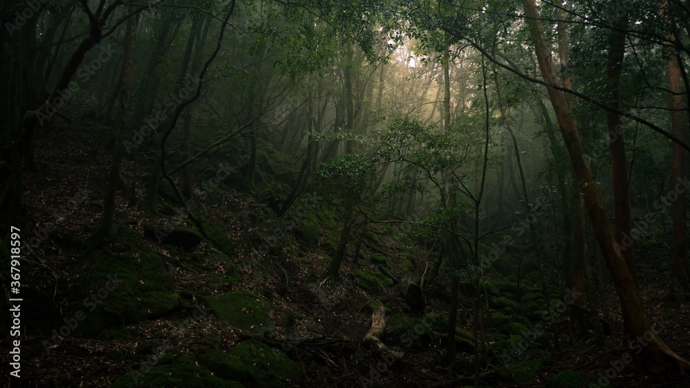 Fototapeta premium Photography of Shiratani Unsuikyo. Yakushima Island exploration in 2019.