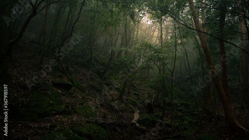 Photography of Shiratani Unsuikyo. Yakushima Island exploration in 2019.