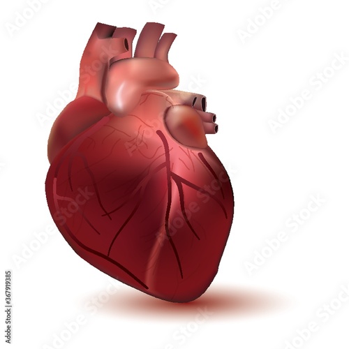heart