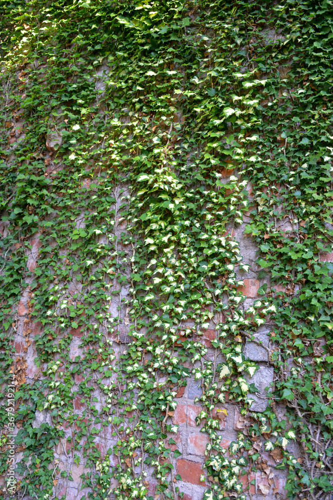 Obraz premium 蔦と古い煉瓦塀
