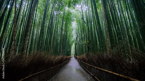 Kyoto. Arashiyama bamboo grove early morning.