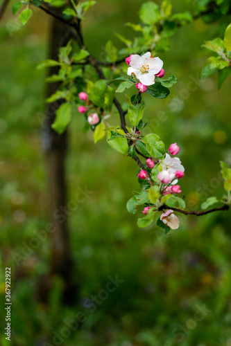 Close-up of an apple tree blossom after the rain.