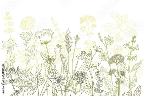 vector drawing floral vintage template
