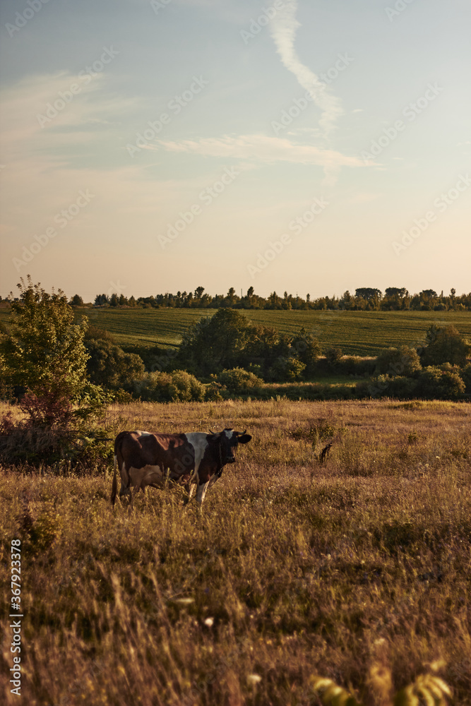 cows grazing in a field