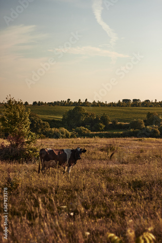 cows grazing in a field © Tymofii