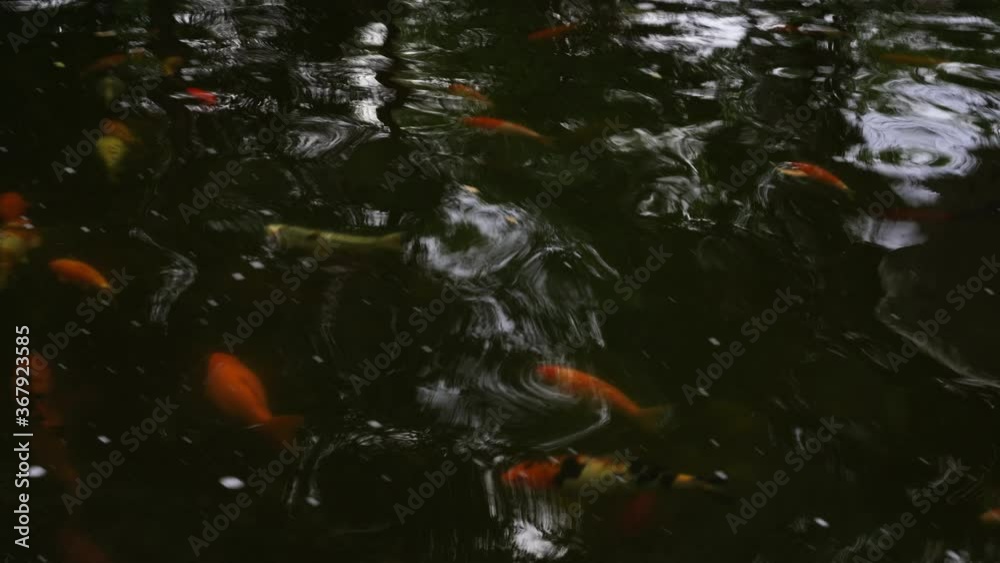 Golden carp in the water. Natural background. Golden carp in the water. Natural background.